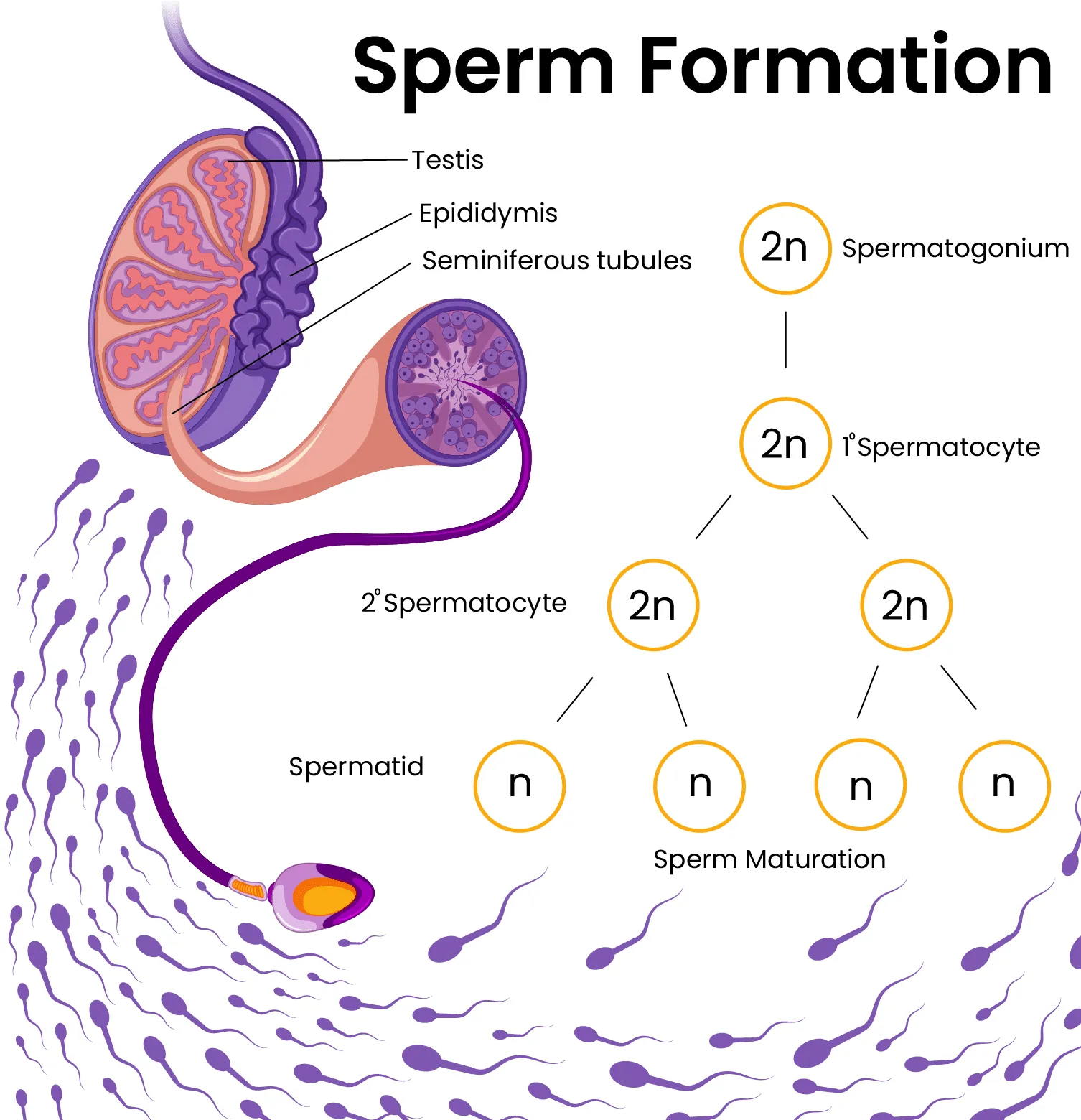 IVF and Male Infertility Causes Diagnosis and Treatment